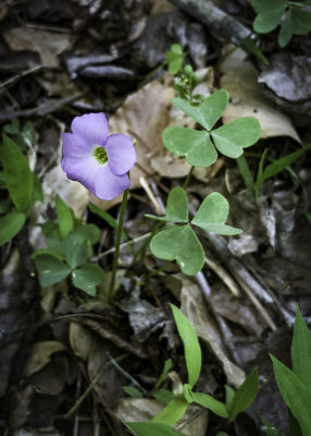 Violet Wood Sorrel