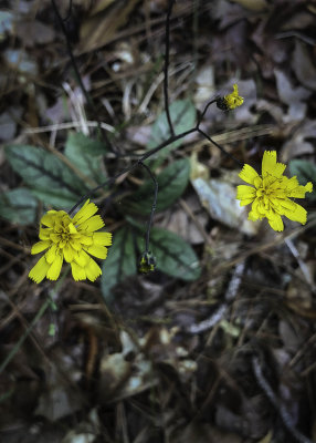Rattlesnake Weed