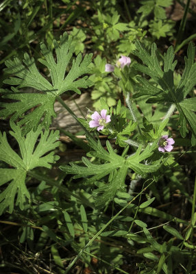 Carolina Geranium