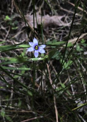 Blue-eyed grass