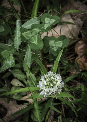 White Clover