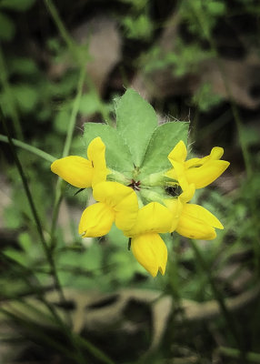 Wild Indigo