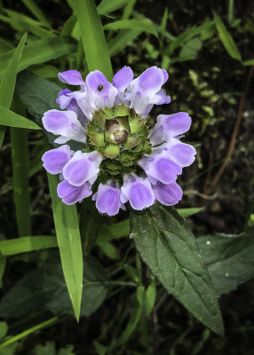 Self-heal