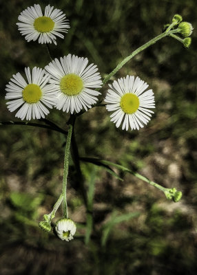 Daisy Fleabane