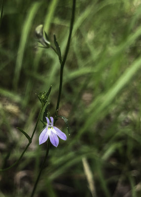 Spiked Lobelia