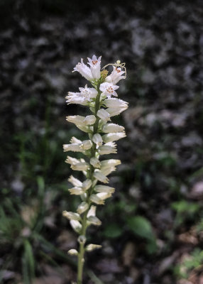 Colicweed