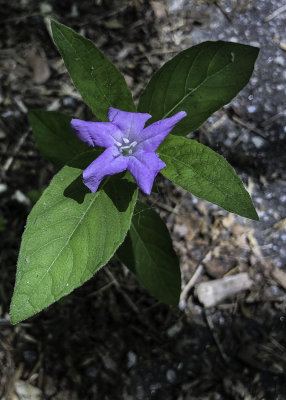 Carolina Wild Petunia