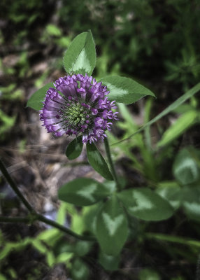 Siege Lane wildflowers