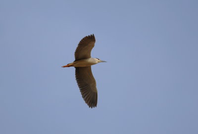 kwak - black-crowned night heron