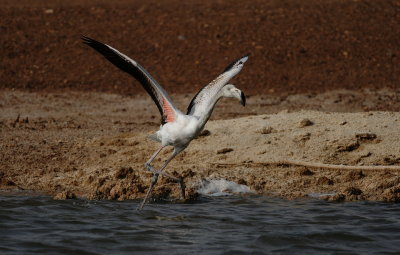 flamingo - greater flamingo
