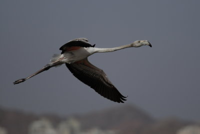 flamingo - greater flamingo