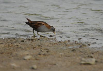 klein waterhoen - little crake