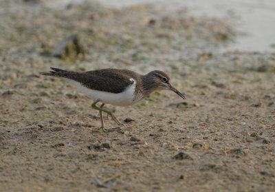 oeverloper - common sandpiper