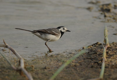 witte kwikstaart - white wagtail