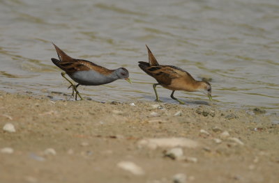 klein waterhoen - little crake
