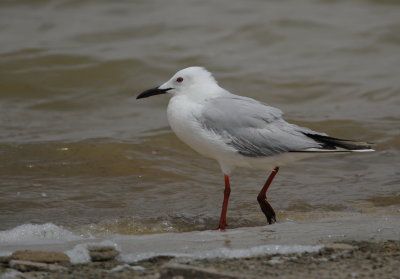 dunbekmeeuw - slender-billed gull