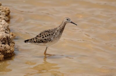 kemphaan - ruff
