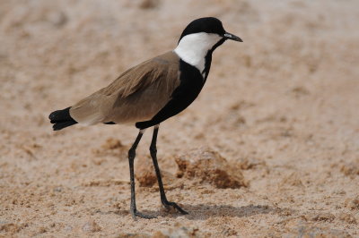sporenkievit - spur-winged lapwing
