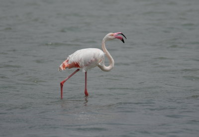 flamingo - greater flamingo
