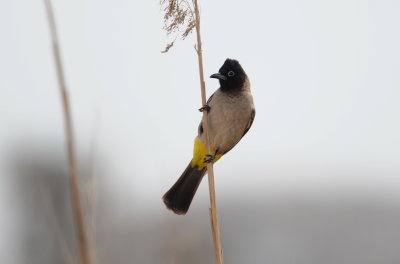Arabische buulbuul - spectacled bulbul
