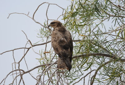 steppebuizerd - steppe buzzard