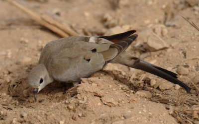 maskerduif - namaqua dove