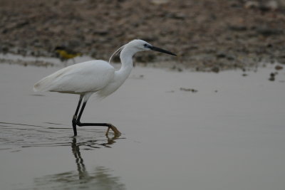 kleine zilverreiger - little egret