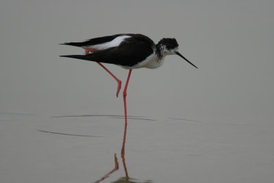 steltkluut - black-winged stilt