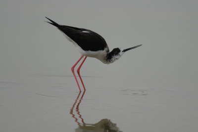 steltkluut - black-winged stilt