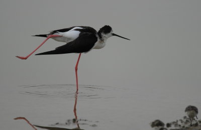 steltkluut - black-winged stilt