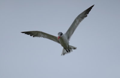 reuzenstern - Caspian tern