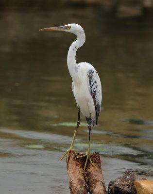 Westelijke rifreiger - Western reef heron