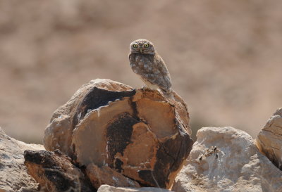 steenuil - little owl