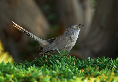 Arabische babbelaar - Arabian babbler