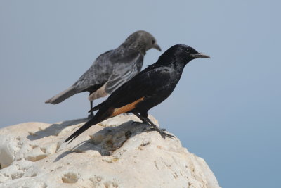 Tristrams spreeuw - Tristrams starling