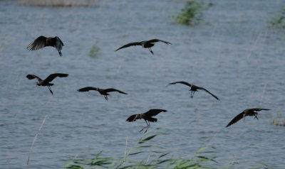 zwarte ibis - glossy ibis