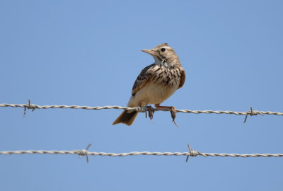 kuifleeuwerik - crested lark
