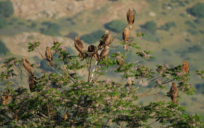 zwarte wouw - black kite