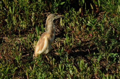 ralreiger - squacco heron