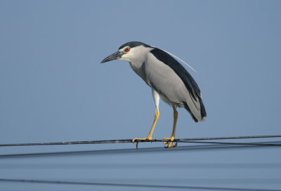Birds of Israël April 2017