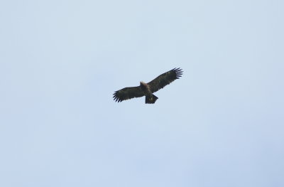schreeuwarend - lesser spotted eagle