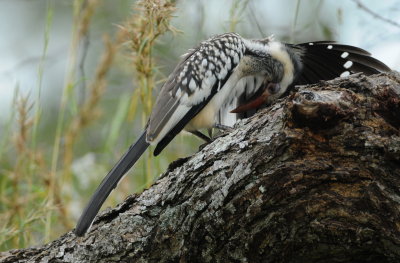 Southern red-billed hornbill