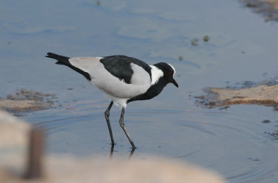 Blacksmith lapwing
