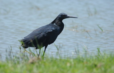 Birds of South-Africa February 2018-2