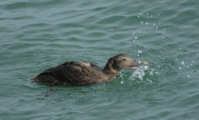 eider 