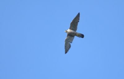 slechtvalk - peregrine falcon