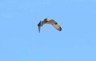 velduil -short-eared owl