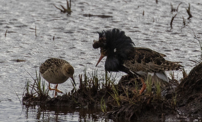 Ruff, Oulu, Finland