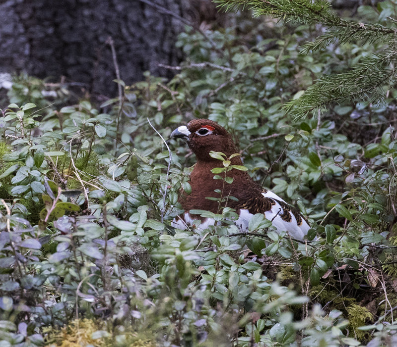 Willow Ptarmigan, Oulu, Finland