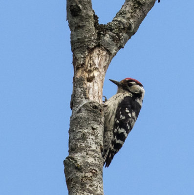 Lesser Spotted Woodpecker, St. Martin, Austria